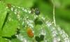 364100 – Photo : Numayta – France (68)